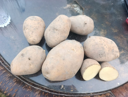 Premium Processing Potatoes ✅ Alva Stone Variety ✅ 70mm+ Size
