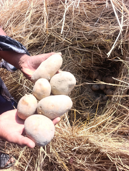 Premium Processing Potatoes ✅ Alva Stone Variety ✅ 70mm+ Size