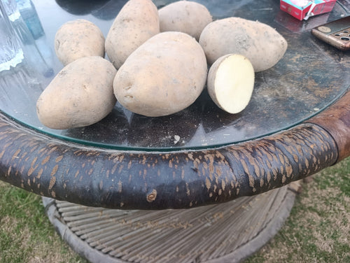 Premium Processing Potatoes ✅ Alva Stone Variety ✅ 70mm+ Size
